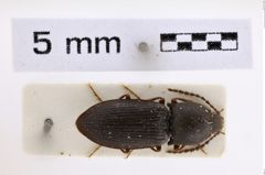 Foto (Dorsalansicht) von Pseudanostirus orodromus (NHMW-ZOO-COL-0007996)